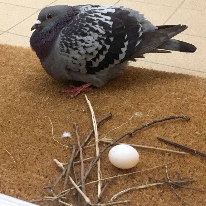 Image of a pigeon beside its haphazardly built nest consisting of only a few twigs.